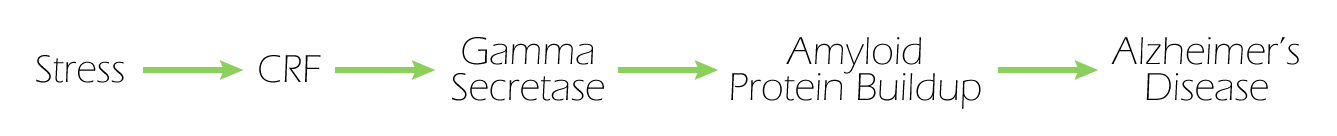 stress-and-alzheimer's