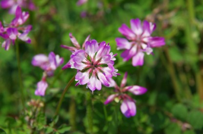 3 Astragalus Benefits That Delay the Aging Process and Improve Immunity