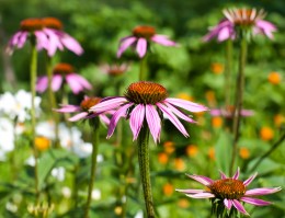 Oil of Oregano and Echinacea Benefits: Natural Antiviral?