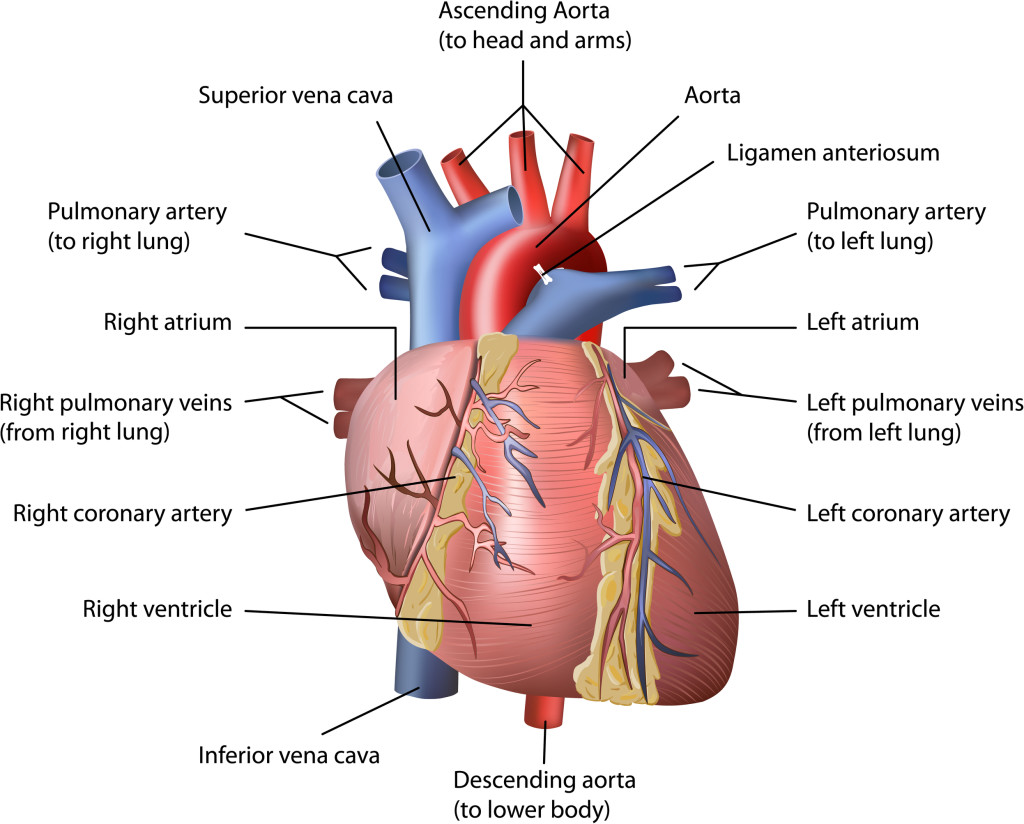 Heart exterior