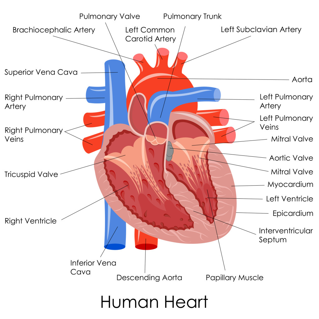 Human heart interior view