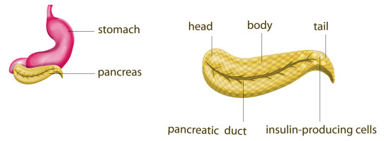 Above: The pancreas in relation to the stomach. Right: Pancreatic ducts run through the middle of the organ.