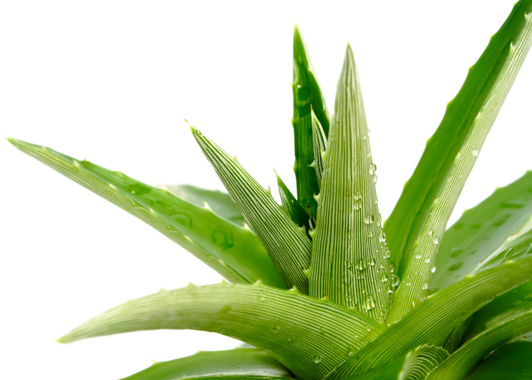 6 Health Benefits Of Aloe Vera Juice For Your Heart