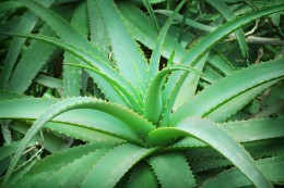 6 Health Benefits of Aloe Vera Juice for Your Heart