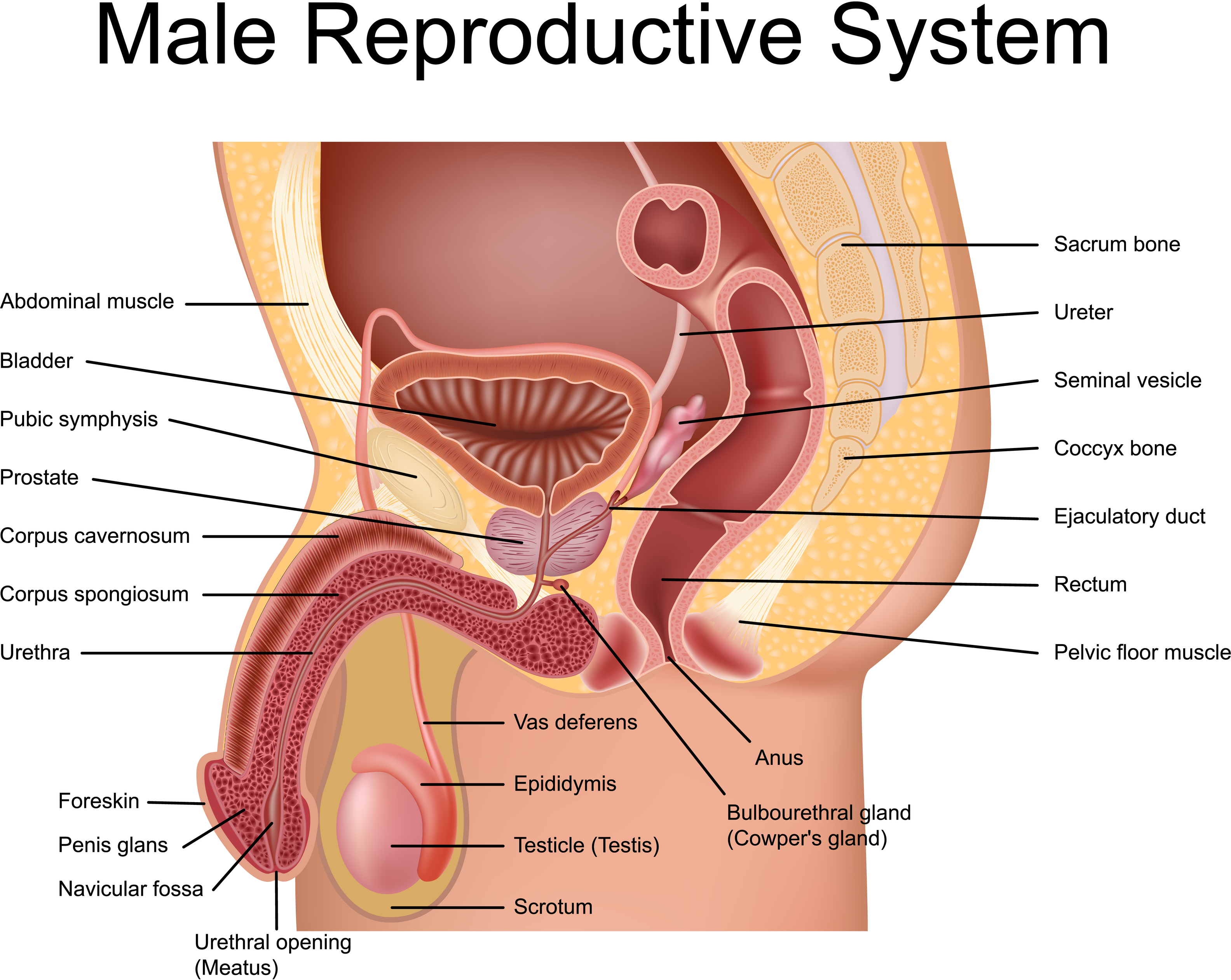 What Is The Prostate Gland University Health News   Anatomical Prostate Location 