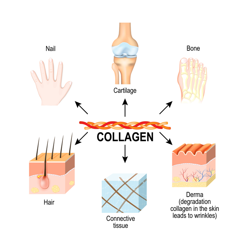 Image result for collagen in our body