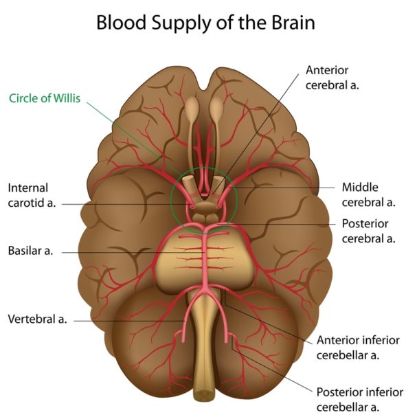 The Circle of Willis and Its Role in Ischemic Strokes - University ...