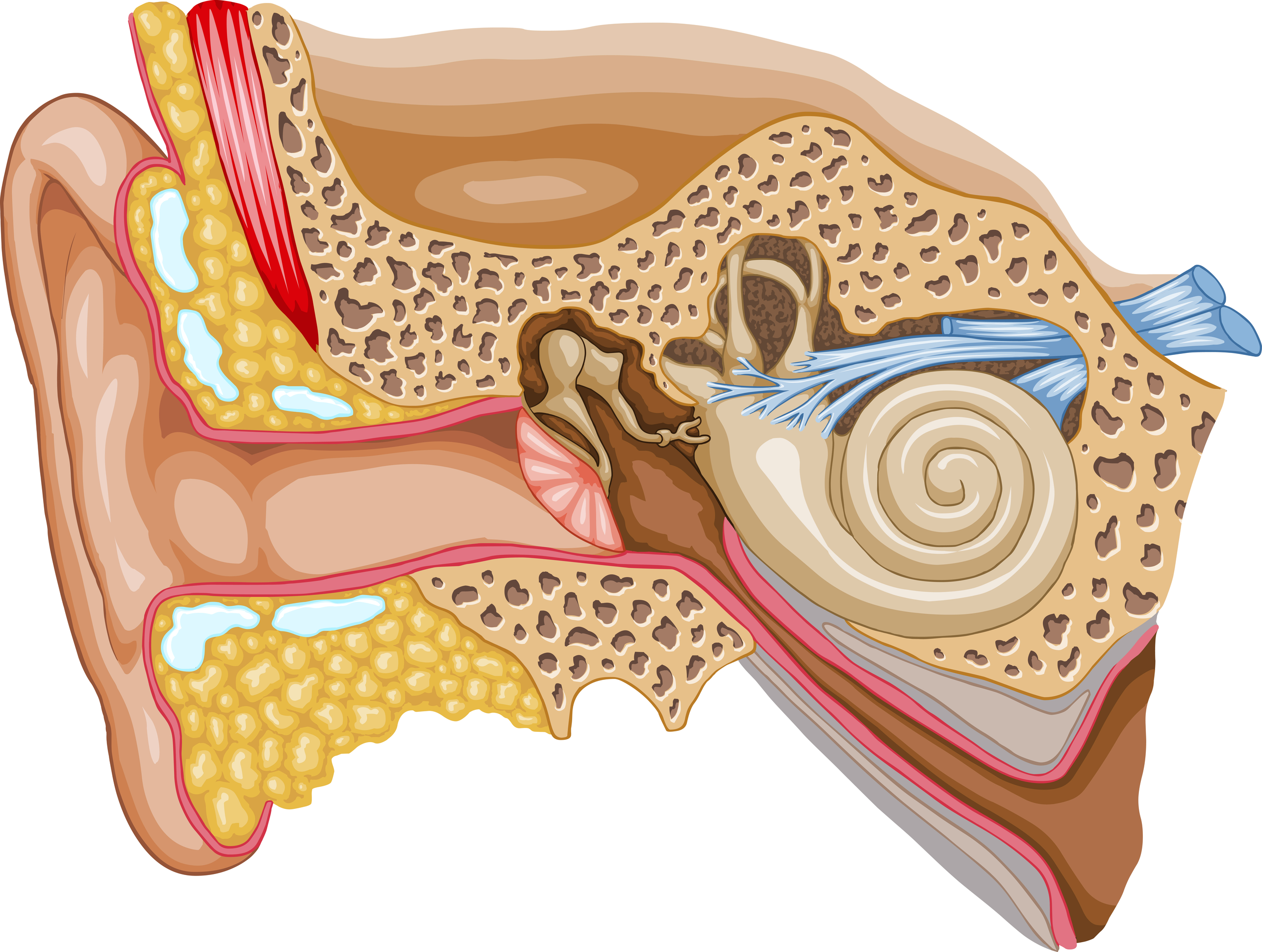 Anatomy Of The Ear And Eye Coloring | Sexiz Pix