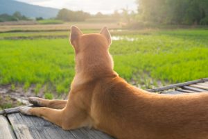 glaucoma symptoms in dogs