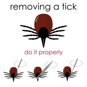 how to get rid of ticks on dogs
