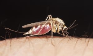 mosquito bite remedy