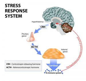 what is cortisol