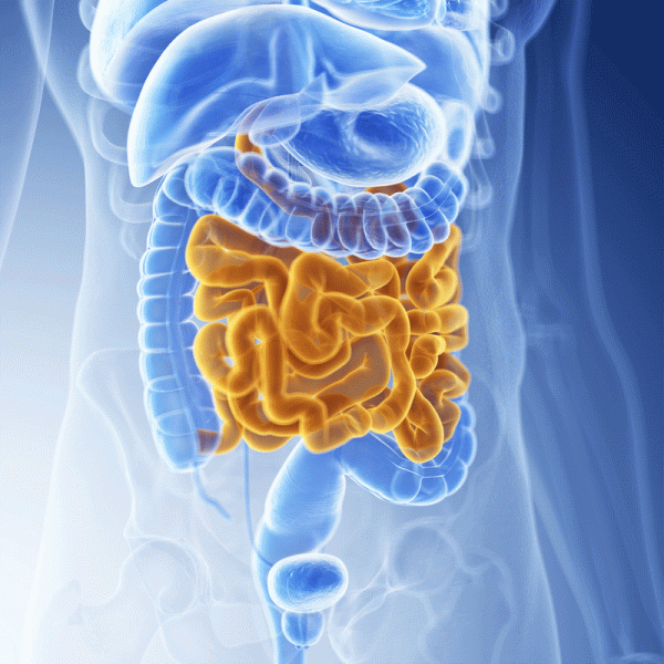 what-happens-in-the-small-intestine-university-health-news