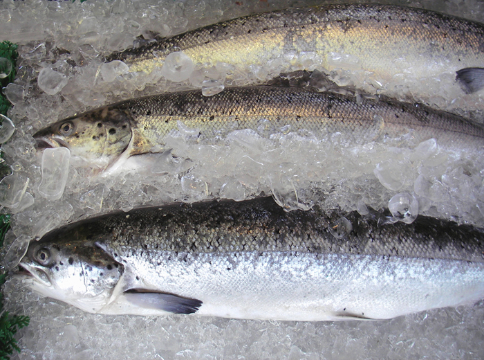 farmed-salmon-everything-you-need-to-know-university-health-news