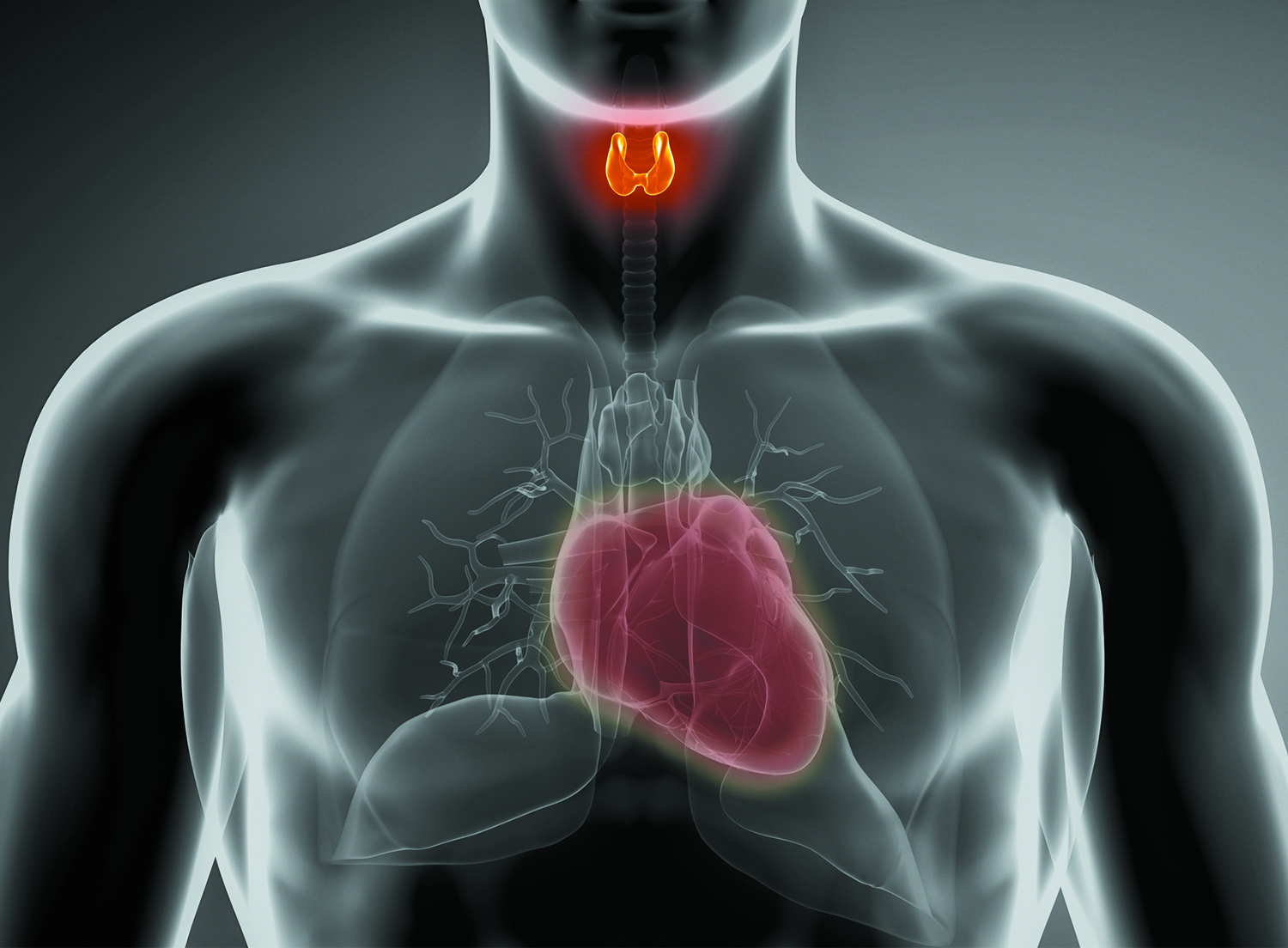 Manage Hyperthyroidism To Prevent Cardiac Complications University 