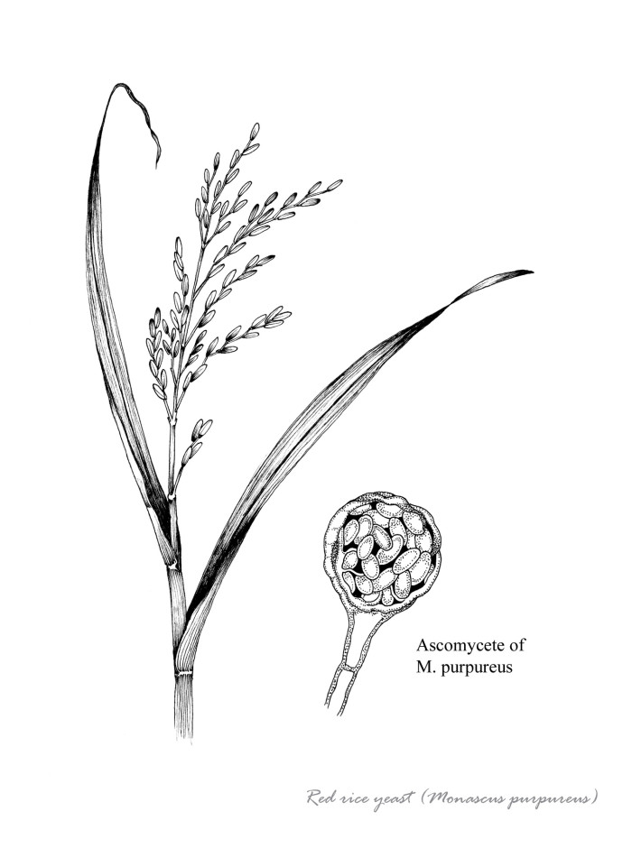 can-red-yeast-rice-cause-irregular-heartbeat-at-pamela-hadley-blog